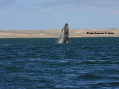 ballena-gris-2