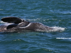 ballena-gris-5