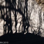 _DSC1070