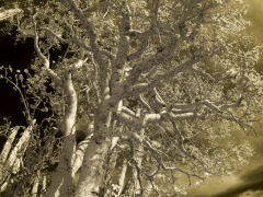trees-_irr2660-c-web