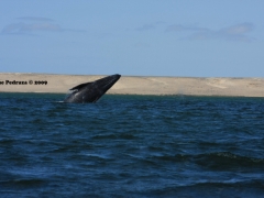 ballena-gris-1