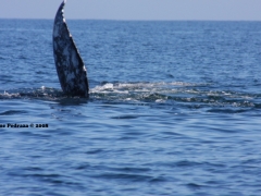 ballena-gris-7